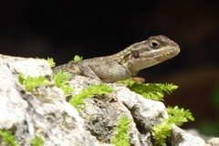 Agama picticauda image