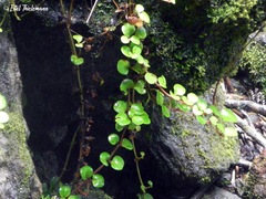 Chrysosplenium valdivicum