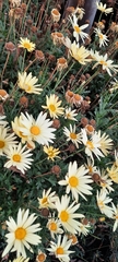 Argyranthemum frutescens