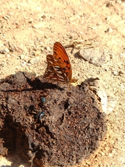 Dione vanillae maculosa