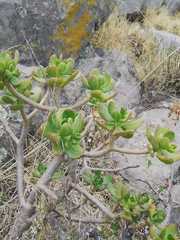 Sedum praealtum
