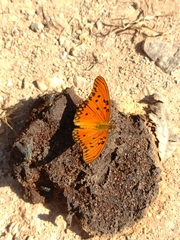 Dione vanillae maculosa