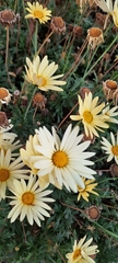 Argyranthemum frutescens