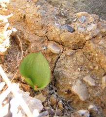 Eriospermum calcareum