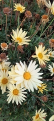Argyranthemum frutescens