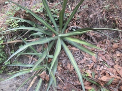 Agave funkiana