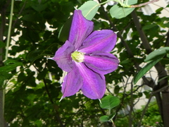 Clematis