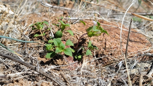 Image of Acanthomintha obovata by (c) Chris Winchell, some rights reserved (CC BY)