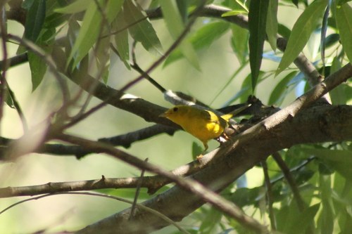 iNaturalist observation photo of Wilson's Warbler