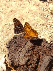 Euptoieta hegesia meridiania