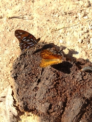Euptoieta hegesia meridiania