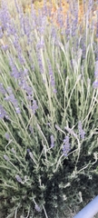 Lavandula angustifolia
