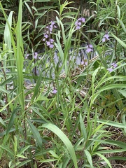Verbena halei
