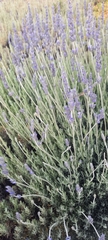 Lavandula angustifolia