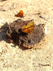 Euptoieta hegesia meridiania