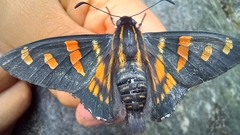 Mimardaris pityusa
