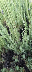 Lavandula angustifolia