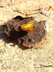 Euptoieta hegesia meridiania