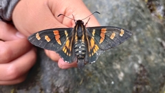 Mimardaris pityusa