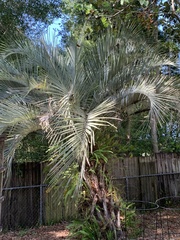 Butia odorata