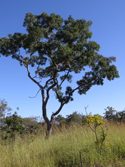 Pterodon emarginatus