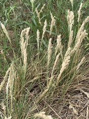 Poa arachnifera