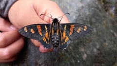 Mimardaris pityusa