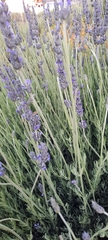 Lavandula angustifolia