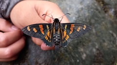 Mimardaris pityusa