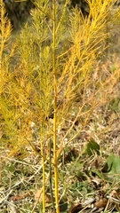 Asparagoideae