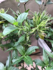 Clinacanthus nutans