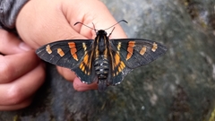 Mimardaris pityusa