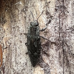 Texania campestris