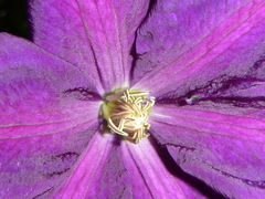 Clematis