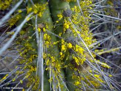 Chrysothrix granulosa