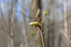 Corylus avellana