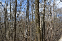 Corylus avellana