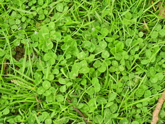 Trifolium repens