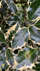 Ilex aquifolium