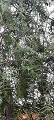 Schinus areira