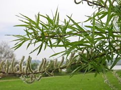 Salix viminalis