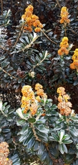 Buddleja coriacea