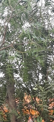 Schinus areira