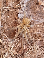 Harpactira hamiltoni