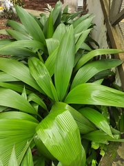 Molineria capitulata