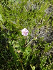 Geranium viscosissimum