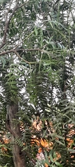 Schinus areira