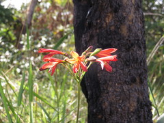 Alstroemeria gardneri