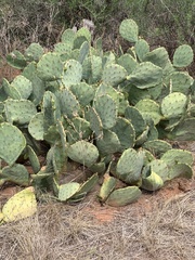 Opuntia
