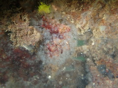 Phoronis